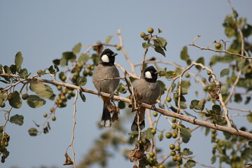 bulbuls standing on twig tree with blue sky