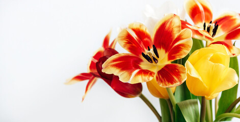 Bright red and yellow tulips in a vase on a white background with space for text