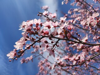 Decorative pink Plum (Prunus) tree blossom, closeup