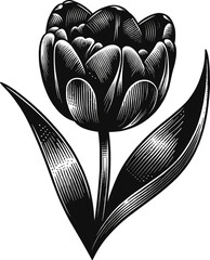 Black vector illustration on white background of a tulip, highlighting the flower's elegance and simplicity for floral themes.