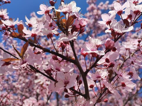 Decorative pink Plum (Prunus) tree blossom, closeup