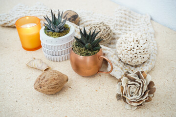 succulents and candle