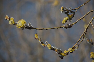 willow catkins in spring
