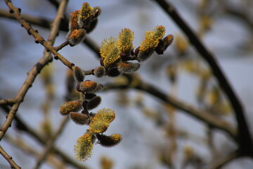 branches in spring