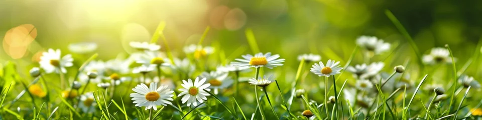 Fototapete meadow flowers and daisies in the grass beautiful spring landscape natural summer panorama © pier