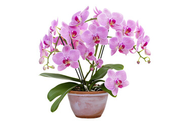 Naklejka na ściany i meble Orchid Plant in a Pot Isolated on Transparent Background