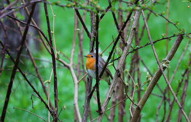 The European Robin (Erithacus Rubecula), most commonly known in Anglophone Europe simply as the Robin, is a small insectivorous passerine bird that was formerly classed as member of the thrush family