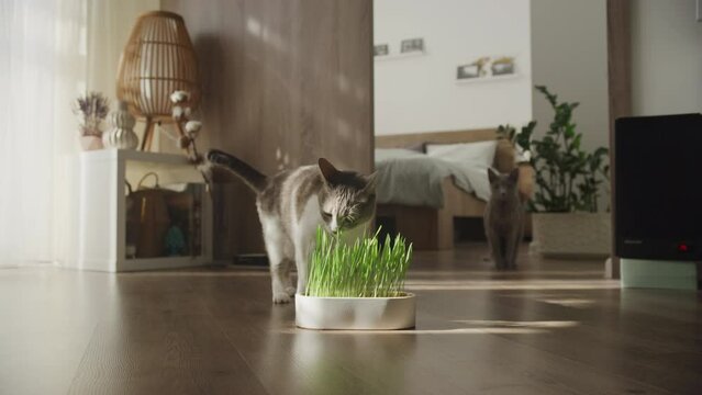 Domestic Cats Approaching Fresh Catnip Indoors