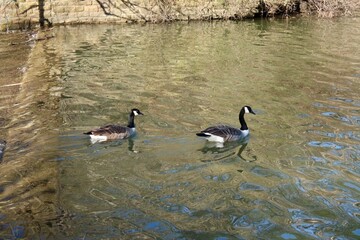 Geese on the lake 