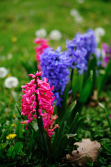 Purple and pink hyacinth flowers grow in a green clearing next to dandelions. A close-up view of a flowerbed with spring plants.