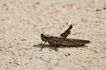 profile view of a grasshopper on the ground