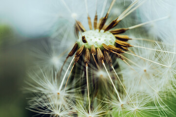 Extreme macro close up dandelion seeds in summer. Change growth movement direction concept....