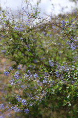Wild lilac bushes along the hiking trail