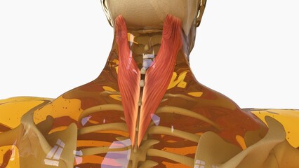 Splenius Capitus Muscle anatomy for medical concept 3D rendering