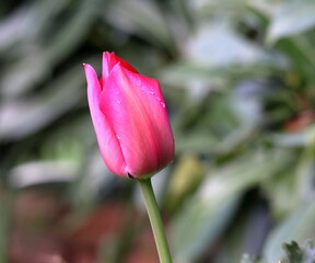 Il tulipano