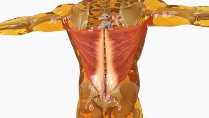 Latissim Muscle anatomy for medical concept 3D rendering