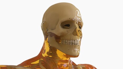 Human skeleton anatomy For Medical Concept 3d rendering