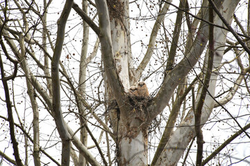 Two Great Horned Owl chicks owlets in a nest in a sycamore tree