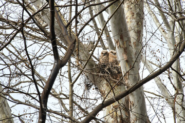 Two Great Horned Owl chicks owlets in a nest in a sycamore tree