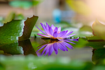 Purple lotus flower and reflection in the pool.
