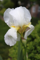White cemetery iris 