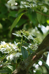 White flower in a tree