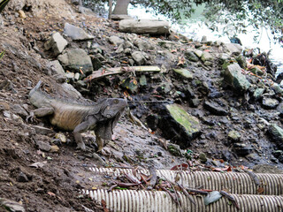 Iguana Camouflaged