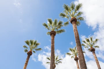 Fotobehang Palm trees in front of sunny blue sky and white clouds in the centre of Los Llanos de Adriane, La Palma, Provinz Santa Cruz de Tenerife, Canary Islands, Spain © Ulrich