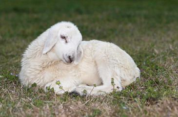 Sheep lamb that knows it ia adorable © Guy Sagi