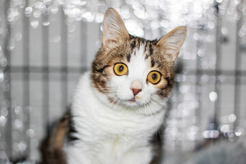 Little funny gray kitten close up portrait
