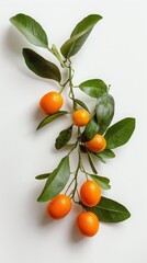 kumquat on a white background isolated.