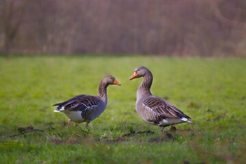 Two geese on a green meadow