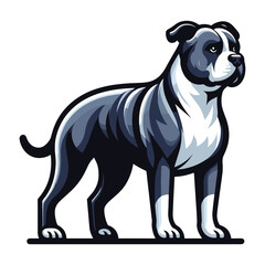 Fototapeta premium Pitbull bulldog full body vector illustration, Full-length portrait of a standing animal pet pitbull terrier dog. Design template isolated on white background
