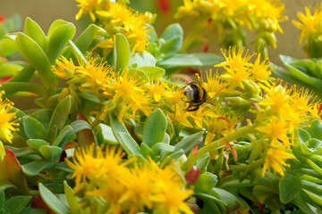 fiori gialli con ape