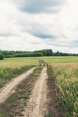 Road through beautiful meadow with wild pink flowers alfalfa on the roadside in cloudy summer day. Field background. Selective focus.