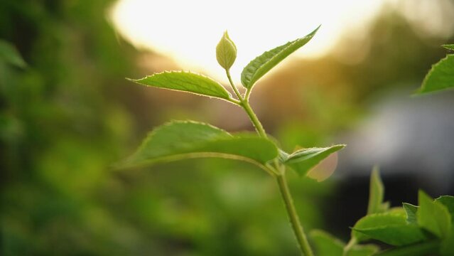 Hello spring. Fresh green branch with new leaves on blurred greenery spring summer background in garden park. New fresh foliage of green tree. Inspirational soft eco view