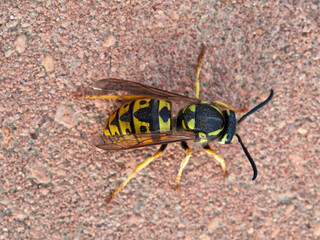 Queen yellow and black wasp. German Wasp - Vespula germanica