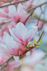 pink magnolia tree - spring
