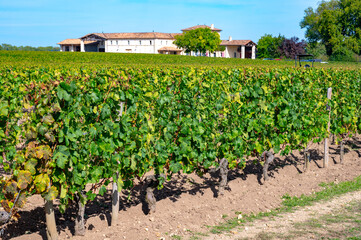 Harvest grapes in Pomerol village, production of red Bordeaux wine, Merlot or Cabernet Sauvignon...