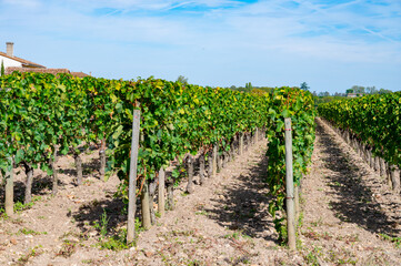 Fototapeta na wymiar Harvest grapes in Pomerol village, production of red Bordeaux wine, Merlot or Cabernet Sauvignon grapes on cru class vineyards in Pomerol, Saint-Emilion wine making region, France, Bordeaux