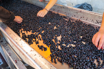 Sorting, harvest works in Saint-Emilion wine making region on right bank of Bordeaux, picking, sorting with hands and crushing Merlot or Cabernet Sauvignon red wine grapes, France - obrazy, fototapety, plakaty
