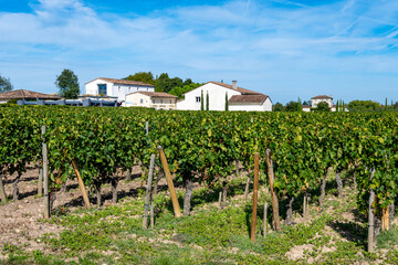 Harvest grapes in Pomerol village, production of red Bordeaux wine, Merlot or Cabernet Sauvignon...
