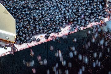 Sorting line, harvest works in Saint-Emilion wine making region on right bank of Bordeaux, picking,...