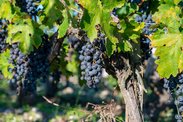 Fototapeta premium Bunches of ripe grapes, vineyards near St. Emilion town, production of red Cabernet Sauvignon grapes on cru class vineyards in Saint-Emilion wine making region, France, Bordeaux