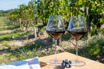 Tasting red Bordeaux wine, Merlot or Cabernet Sauvignon red wine grapes on cru class vineyards in...