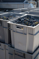 Plastic boxes with grapes, harvest works in Saint-Emilion wine making region on right bank of...