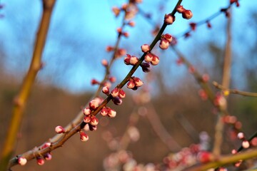 겨울, 나무, red, 네이처, 눈, 가지, 베리, 베리, 봄, 식물, 서리, 계절, cold, 백, 덤불, 과일, 가을, 냉동, blue, 아이스, sky, 식물, 가지, 미