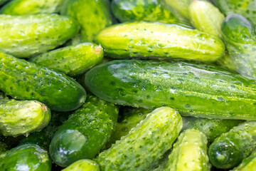 Green juicy cucumbers in water