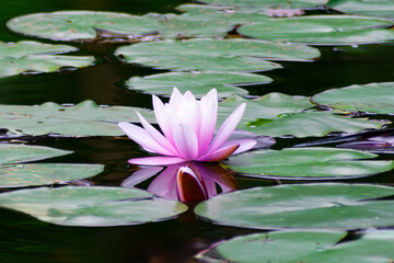 water lily or pink lotus flower floating on the water next to a blossoming bud