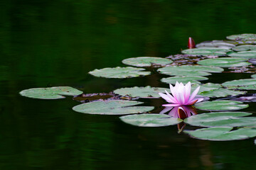 water lily or pink lotus flower floating on the water next to a blossoming bud